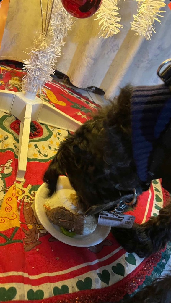 Testimonio de Ana - Cliente de Gourmet KittyScratch 🐾