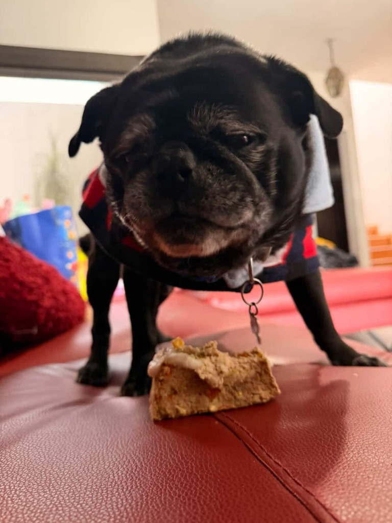 Testimonio de Andrés Arroyo - Cliente de Gourmet KittyScratch 🐾