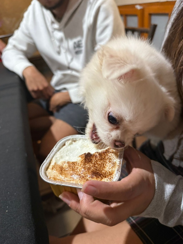 Testimonio de Sergio Ramírez - Cliente de Gourmet KittyScratch 🐾